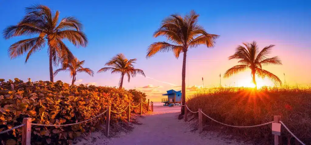 Palm trees along a beach path at sunset in Miami