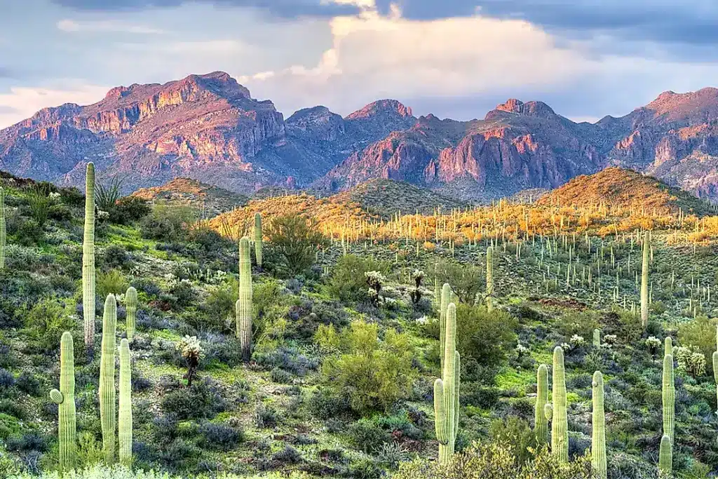 Saguaro cactus in the Sonoran Desert below rugged Arizona mountains
