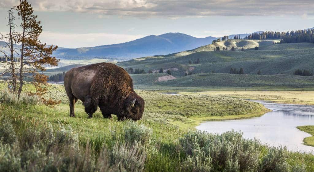 Bison grazing in Yellowstone National Park