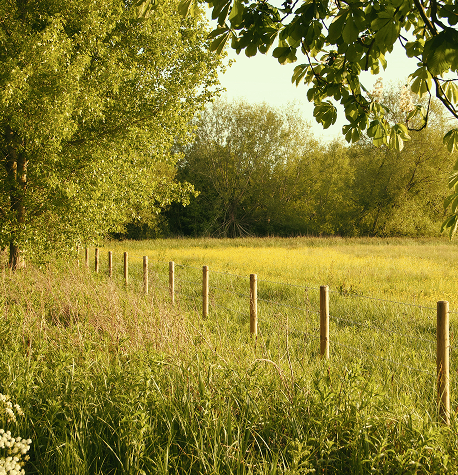 VIRGINIA COUNTRYSIDE