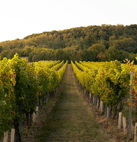 SONOMA, CALIFORNIA