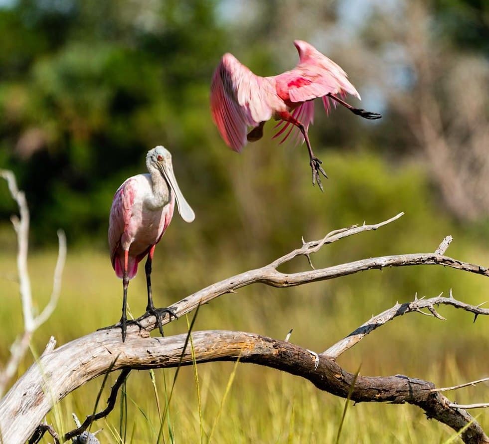 Roseate spoonbills in the salt marsh on Amelia Island