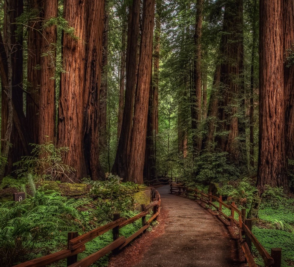 Trail through a redwood grove near Big Sur