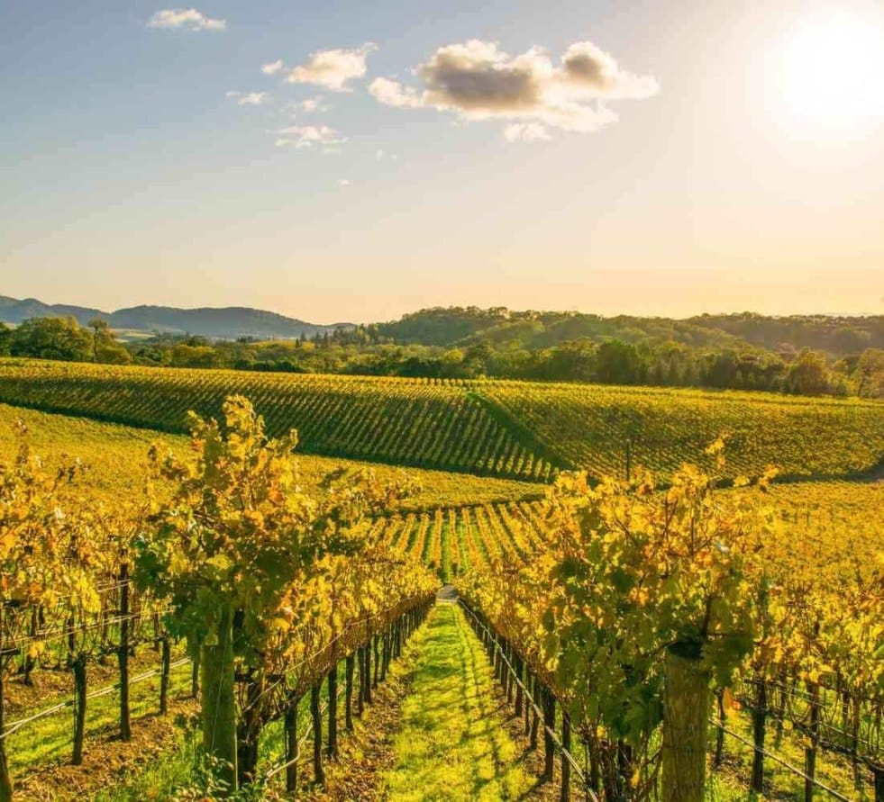 Rolling vineyard rows in California wine country