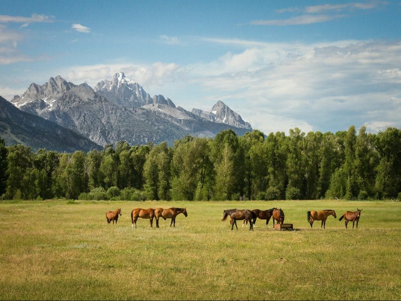 Corporate retreat in Jackson Hole, Wyoming