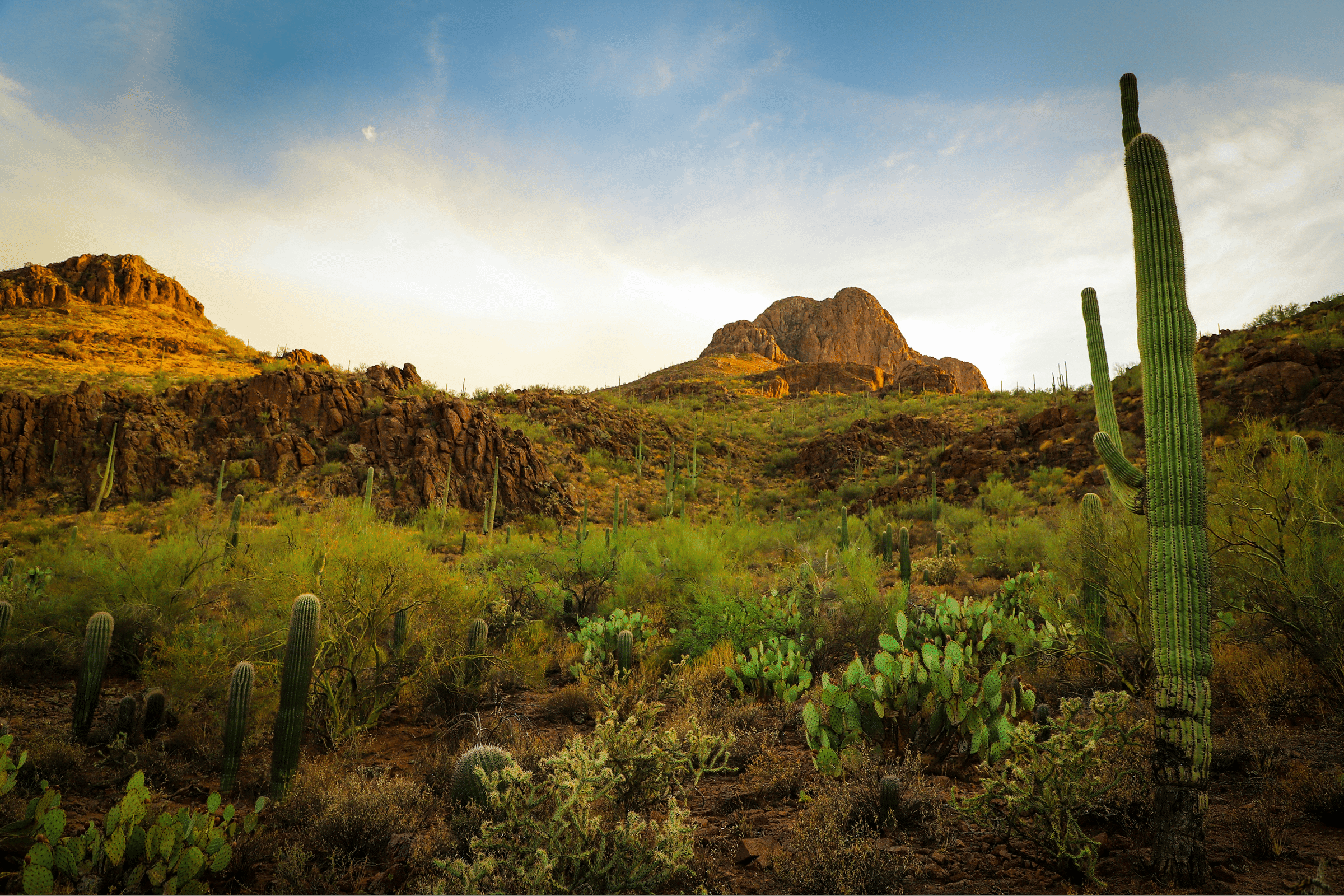 Sonoran desert with saguaro cacti