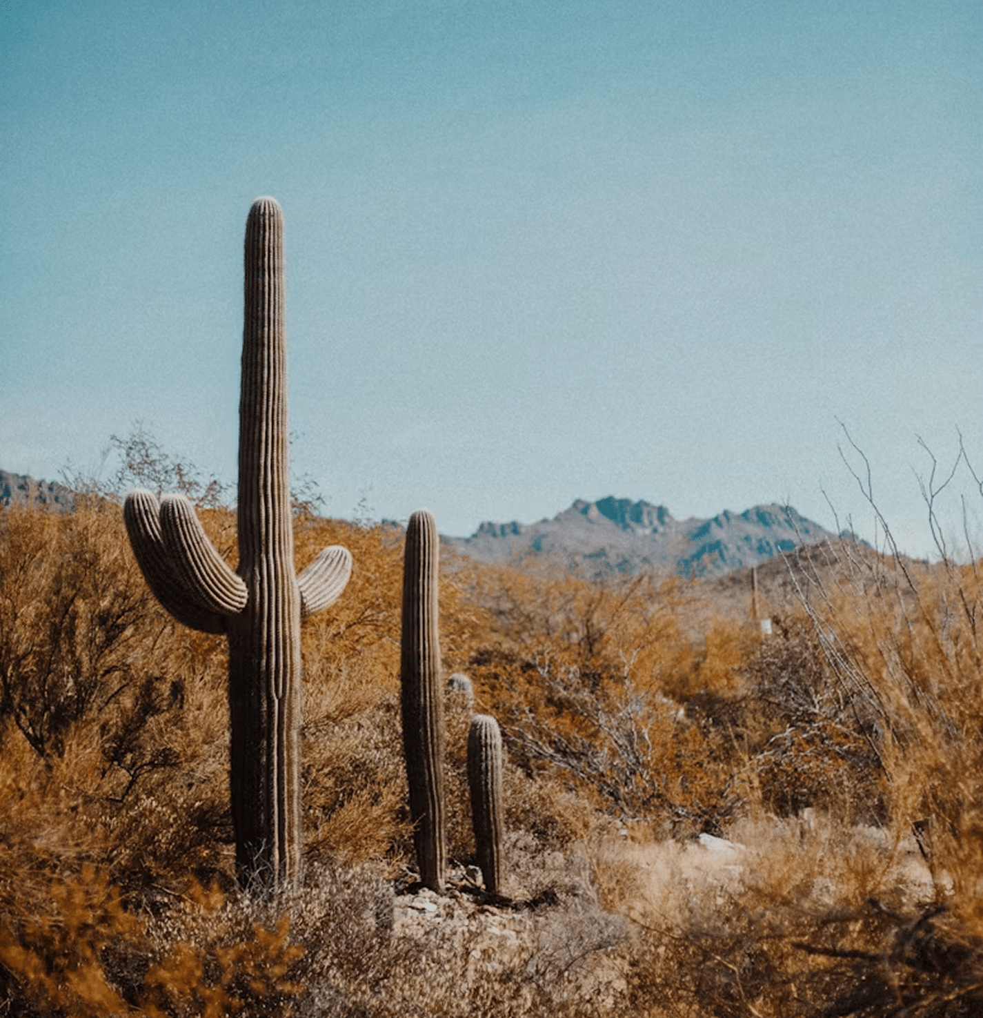 Tanque Verde Ranch, AZ