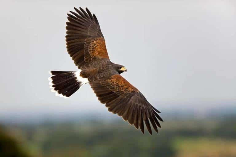 Harris hawk in flight during a falconry experience