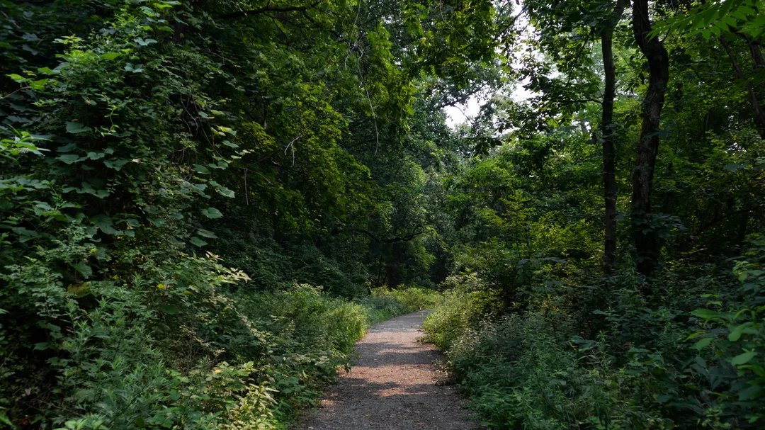 Shaded gravel cycling trail through Hudson Valley woods