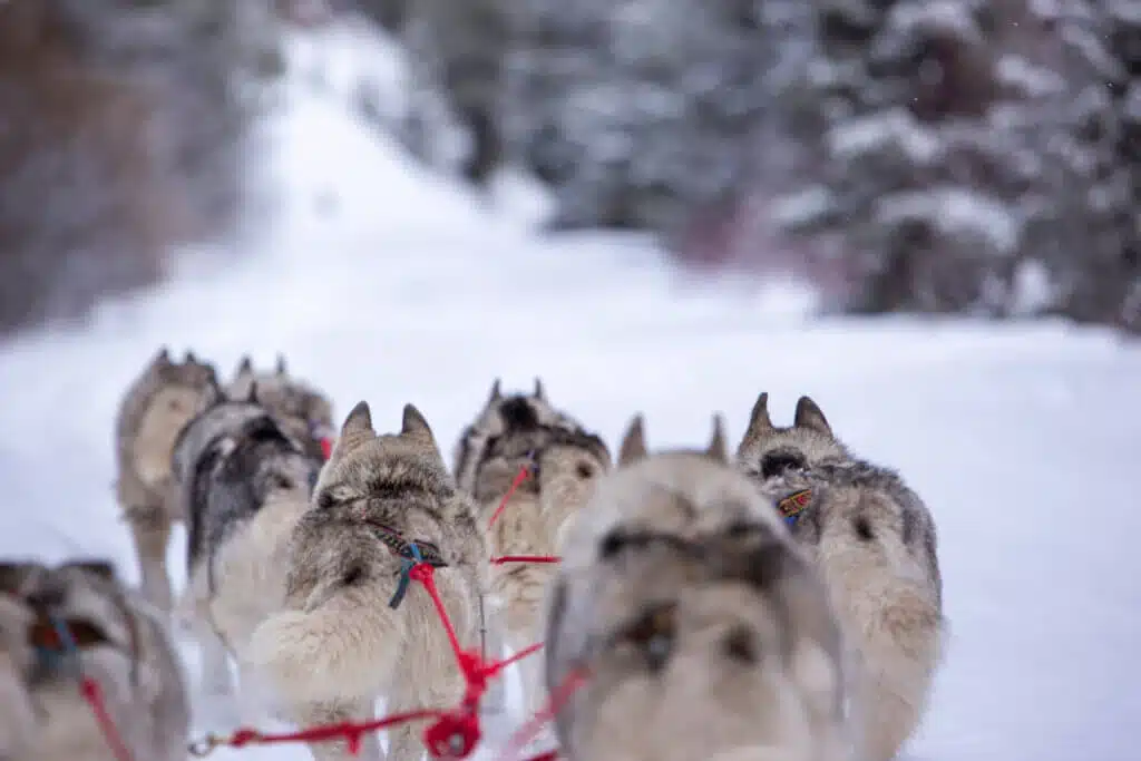 A husky sled team running down a snowy forest trail